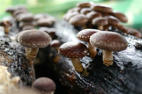 Lentinula edodes: 14 Shiitake Mushroom Benefits