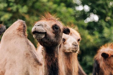 Quantas Palpebras Tem Um Camelo - Cabeças De Dois Camelos No Deserto De Gobi Na Mongólia. Feche a Boca Do ...
