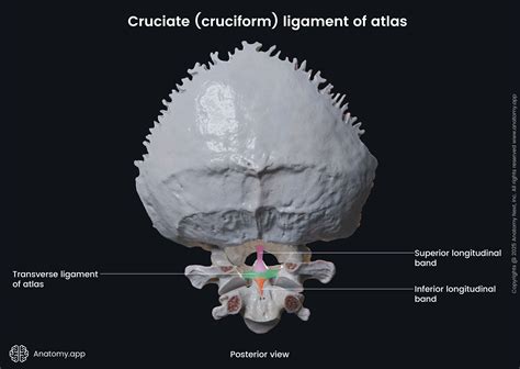 Atlas De Anatomía Transversal Transverse Ligament Of Atlas | Complete