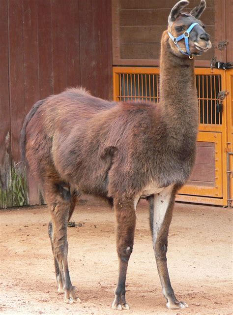 File:LLama.jpg - Wikimedia Commons