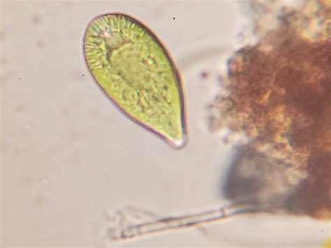 gonyostomum semen ehrenb diesing
