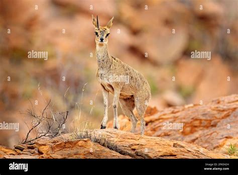 klipspringer antelope   rock habitat animal sitting   stone