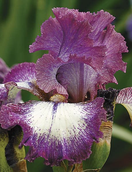 bearded iris tesselaar
