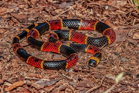 Eastern Coral Snake: Range, Behavior, and All About Their Venom