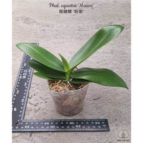 Орхидея Phal. Equestris Mauve - купить, доставка Украина