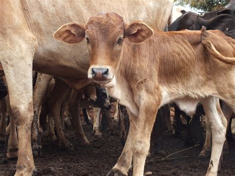 Breeds: Maasai cattle 06 in Cows (Bovis) | Vetlexicon