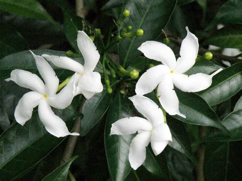 Tabernaemontana corymbosa - Acacia LLC