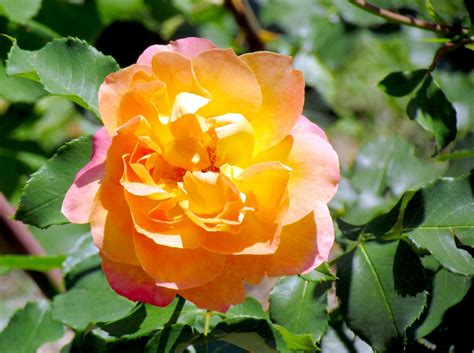 Роза чайно-гибридная Луи Де Фюнес Rose hybrid tea Louis de Funes ...
