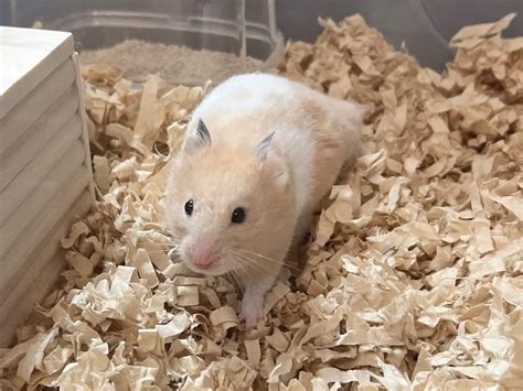 ゴールデンハムスター(クリームバンデッド)を保護しました【099】 - Ham ω Media