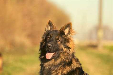Sable German Shepherd: What You Didn't Know