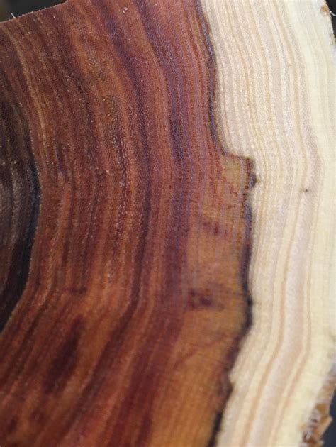 Wood ID? I’m thinking maybe Ulmus minor? Location Central Europe, green