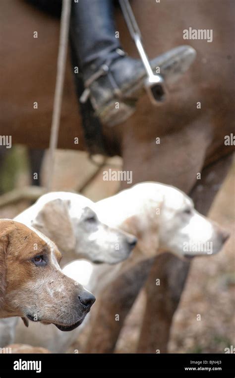 fox hounds   southdown eridge hunt hunting foxes  chailey