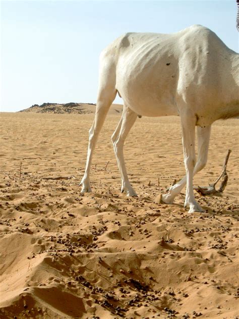 Niger Animals