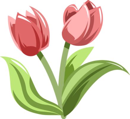 Tulip Flower PNGs for Free Download