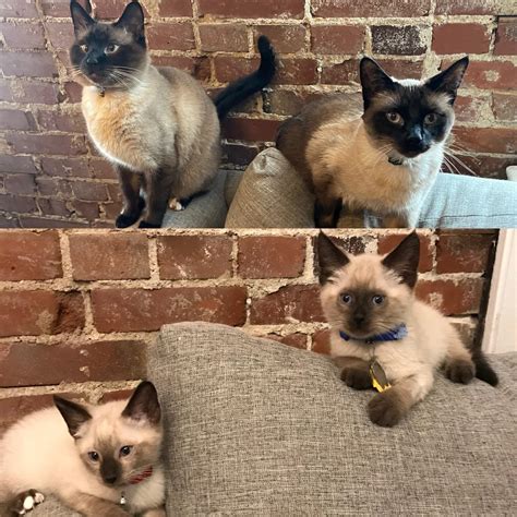 Adoptiversary: what a difference a year makes : r/Siamesecats