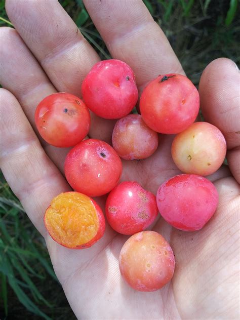 Prairie Native Sand Plum harvest - General Fruit Growing - Growing Fruit
