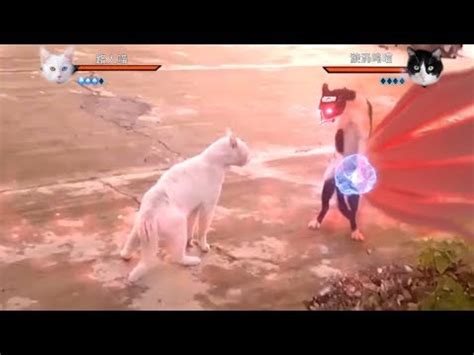 The Best 9 Pfp Naruto Standing Cat Meme - repourxyzesz