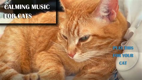2 Hours of Calming Music for Cats to Relax - YouTube