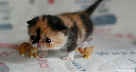 Cutest kitten I’ve ever seen | Funny Pictures, Quotes, Pics, Photos ...