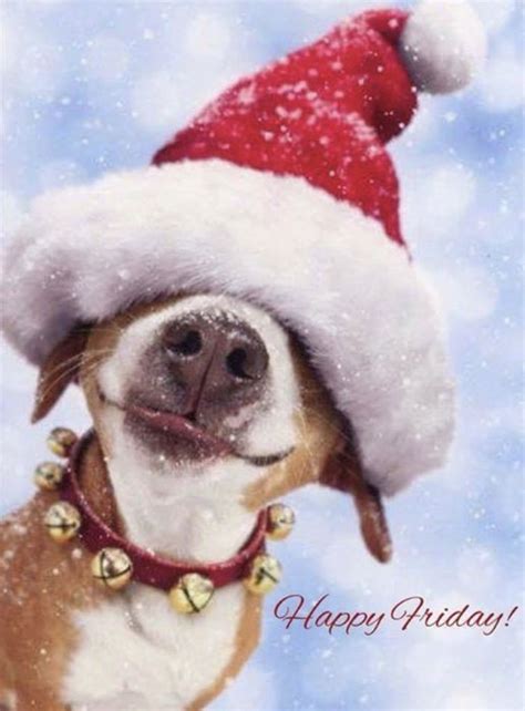 Cute Christmas Animals Images