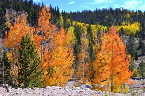 Types Of Aspen Trees In Colorado at Paige Katie blog