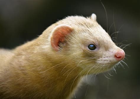 American Mink Mammal - Free photo on Pixabay