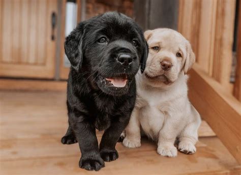 Cute labrador puppies – Artofit