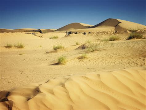 searching   desert laced  grace christian devotions