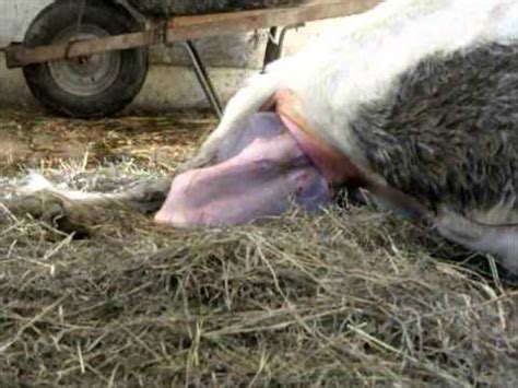 Cow Giving Birth to Calf - YouTube