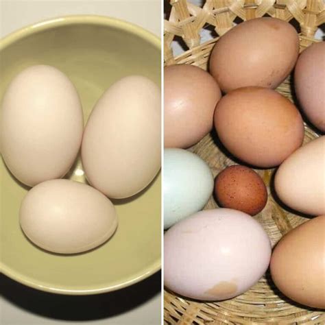 duck eggs  chicken eggs    differences