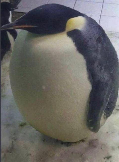 Fat Penguin