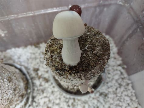 27 best u/lilsmokahontus images on Pholder | Feet NSFW, Shroomers and
