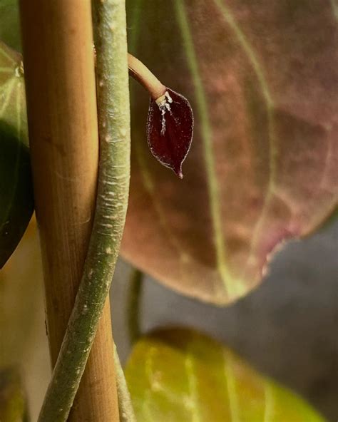 Starlight Gardens LLC (@starlightgardensllc) • Instagram photos and videos