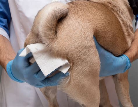 dog anal gland smell learn    treatment options petlab