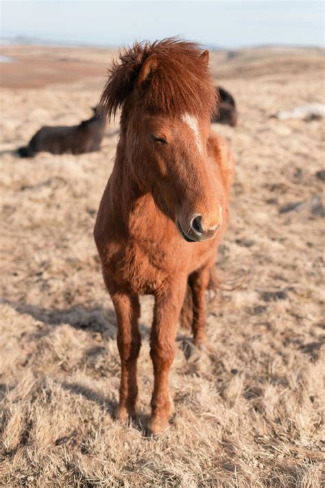 Free+Tickle+Videos+Website Photos, Download The BEST Free Free+Tickle