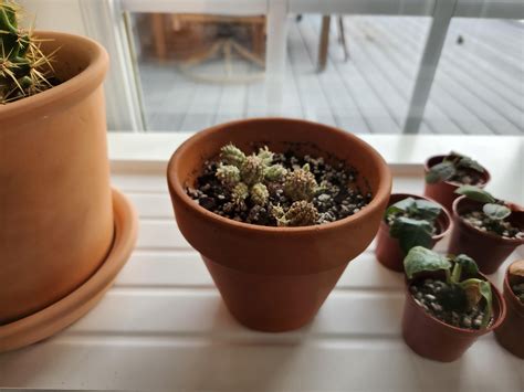 My mom turned this IKEA Kallax into a greenhouse! : r/plants