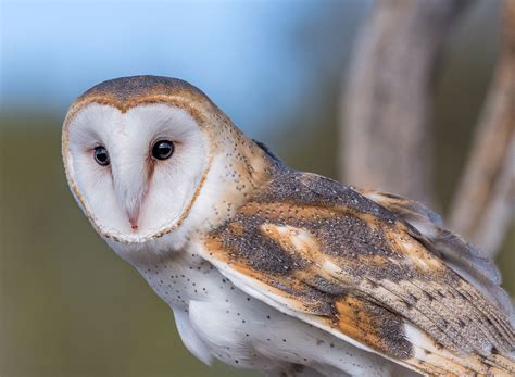 Learn to Identify Five Owls by Their Calls | Audubon