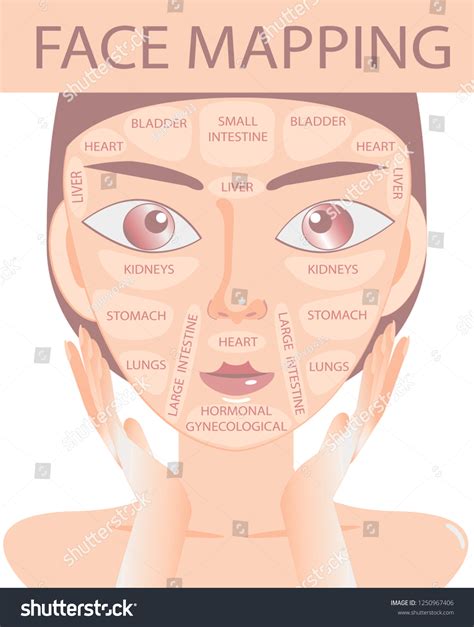 Acne Face Map Vector Illustration Beauty Stock Vector (Royalty Free ...