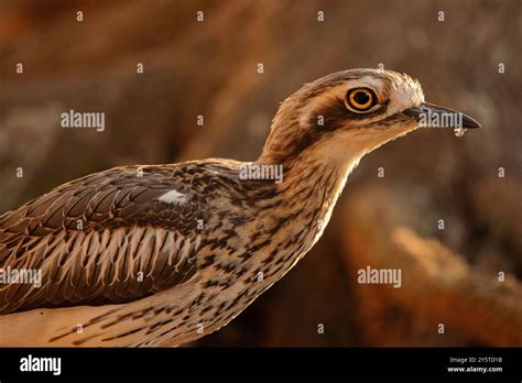 The bush stone-curlew or bush thick-knee is a large, ground-dwelling ...