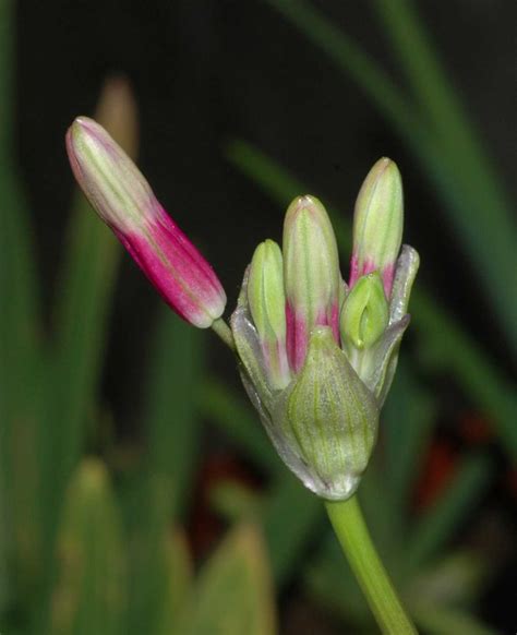 Dichelostemma ida-maia (Themidaceae) image 30154 at PlantSystematics.org