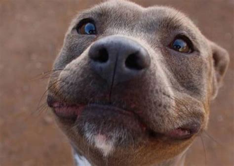 20 Times the Staffordshire Bull Terrier Made Us Smile