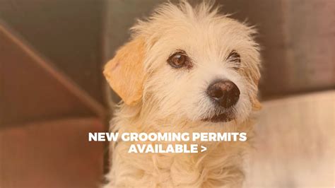 el paso animal services adopt foster  donate