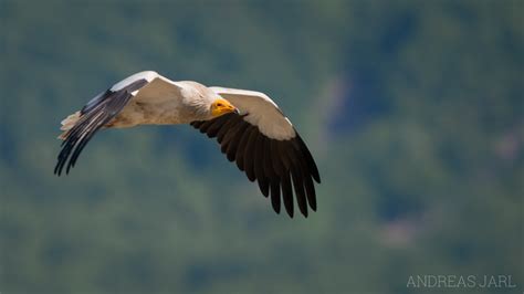 Snakebunk – Animalia – Aves – Accipitriformes – Neophron