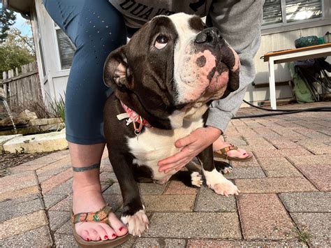 Dahlia - Austin Bulldog Rescue