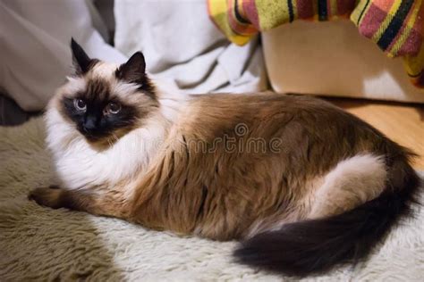 120 Long Haired Burmese Cat Stock Photos - Free & Royalty-Free Stock ...