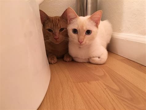 Extremely Difficult Feral Cat | TheCatSite