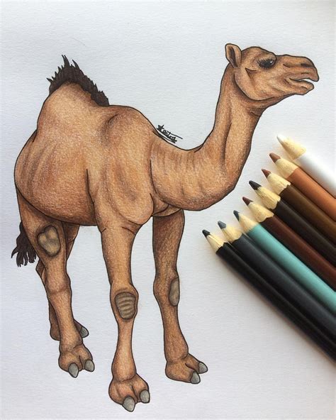 Camel Camel Camel - CimoL - ComeL