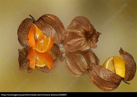 Surprise fruit - Stock Photo #200807 | PantherMedia Stock Agency