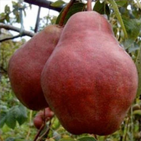 Груша Киргизская