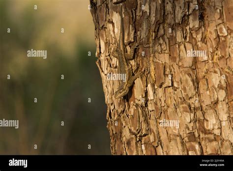 Lizard hiding in plain sight Stock Photo - Alamy